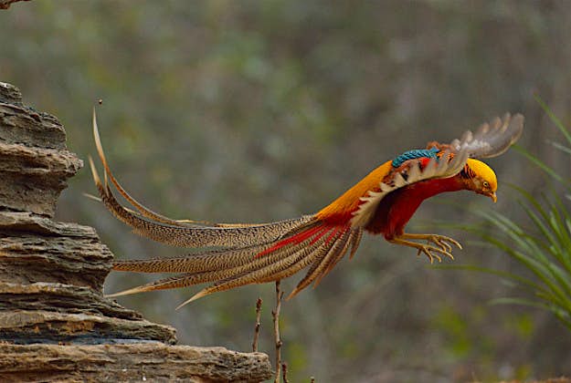 Travel News - chrysolophus-pictus-gettyimages-539716408 Chrysolophus pictus playing in Xiangyang, Hubei province, China on 17th January 2015.