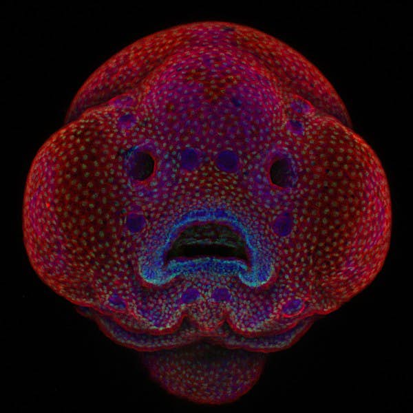 Travel News - four-day-old-zebrafish-embryo 1st place