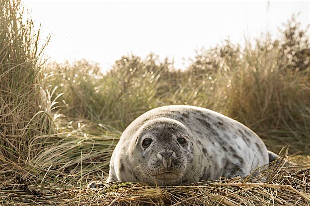 Travel News - gettyimages-627801980 Tourists flock to Louth to see seal pups.