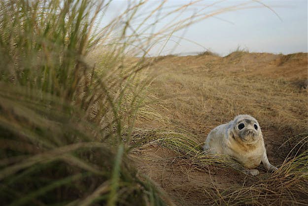 Travel News - <> on December 5, 2016 in Louth, England. Tourists flock to Louth to see seal pups.