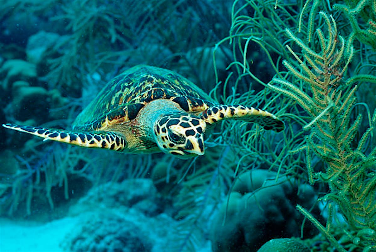 Endangered hawksbill turtles make a comeback off the coast of Belize