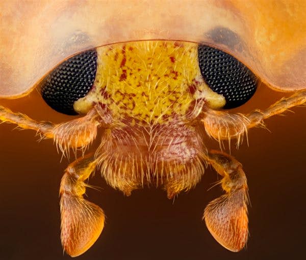 Travel News - head-section-of-an-orange-ladybird 15th place