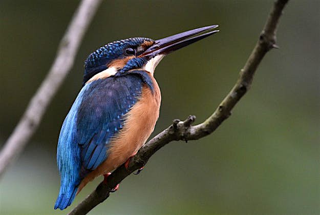 Travel News - kingfisher-gettyimages-630159306 Common Kingfisher sitting on a tree at the Taipei Botanical Garden.