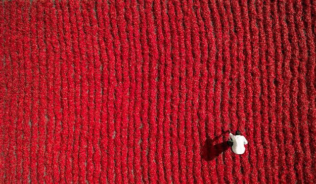 Travel News - red-chily-farmer-by-aurobird Drone Photography