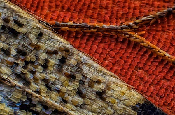 Travel News - scales-on-the-underside-of-a-butterfly-wing 11th place