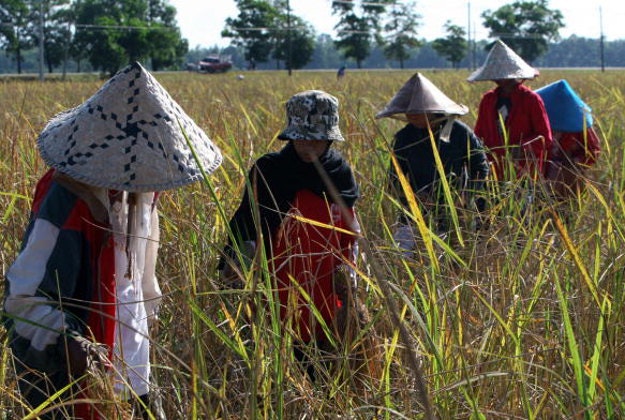Thai rice farmers in Narathiwat province.