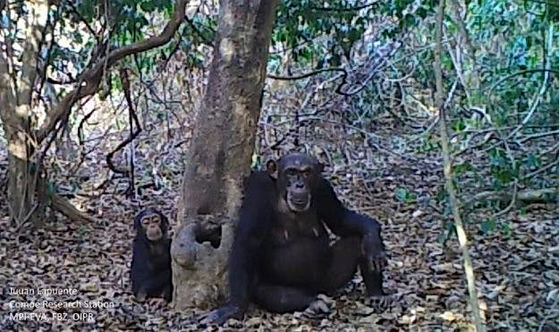 Travel News - Chimpanzees' drinking behaviour has been caught on video in the Ivory Coast. Image: Juan Lapuente, Comoe Chimpanzee Conservation Project