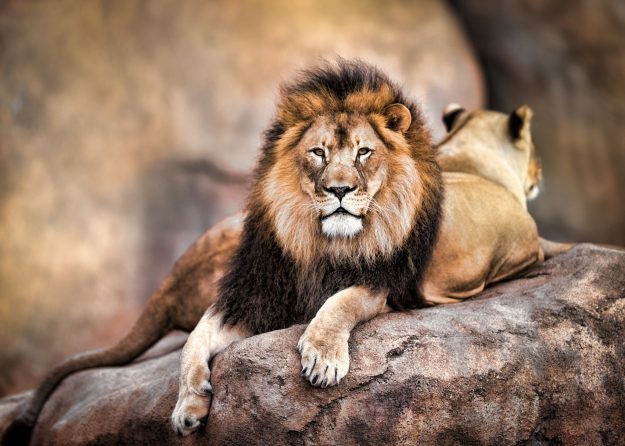 A male lion looking at the camera with a female in the background. Image: Todd Ryburn Photography
