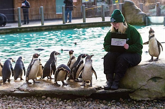 Travel News - London Zoo's annual stocktake Zookeeper Suzi Hyde counts Humboldt penguins during the zoo's annual animal census.