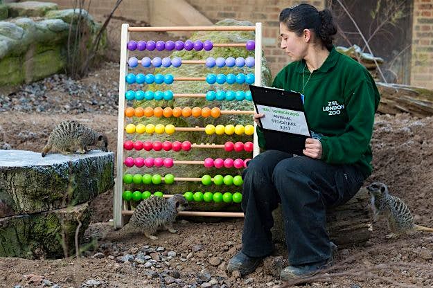 Travel News - London Zoo's annual stocktake Zookeeper Veronica Heldt counts meerkats during the zoo's annual animal census.