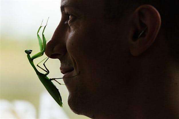 Travel News - London Zoo's annual stocktake A praying mantis lands on Zookeeper Jamie Mitchell's face during the zoo's annual stocktake.