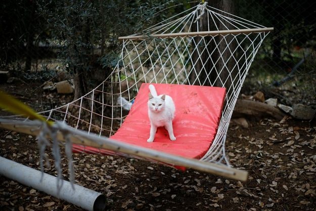 The cat village in Antalya, Turkey, has benches, villas and hammocks for approximately 100 cats. Image: Mustafa Ciftci/Anadolu Agency/Getty Images