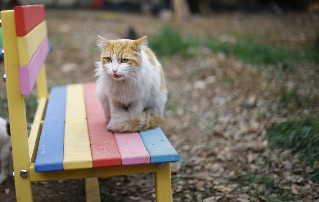 The cat village in Antalya, Turkey, has benches, villas and hammocks for approximately 100 cats. Image: Mustafa Ciftci/Anadolu Agency/Getty Images
