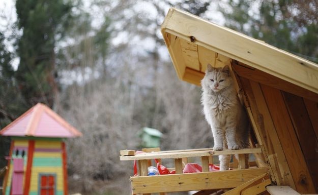 The cat village in Antalya, Turkey, has benches, villas and hammocks for approximately 100 cats. Image: Mustafa Ciftci/Anadolu Agency/Getty Images