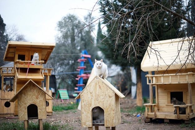 The cat village in Antalya, Turkey, has benches, villas and hammocks for approximately 100 cats. Image: Mustafa Ciftci/Anadolu Agency/Getty Images