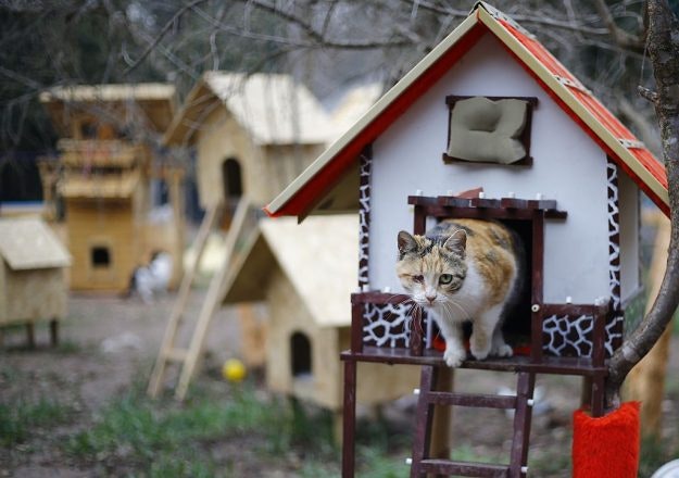 The cat village in Antalya, Turkey, has benches, villas and hammocks for approximately 100 cats. Image: Mustafa Ciftci/Anadolu Agency/Getty Images