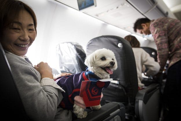 dogs that can fly in cabin