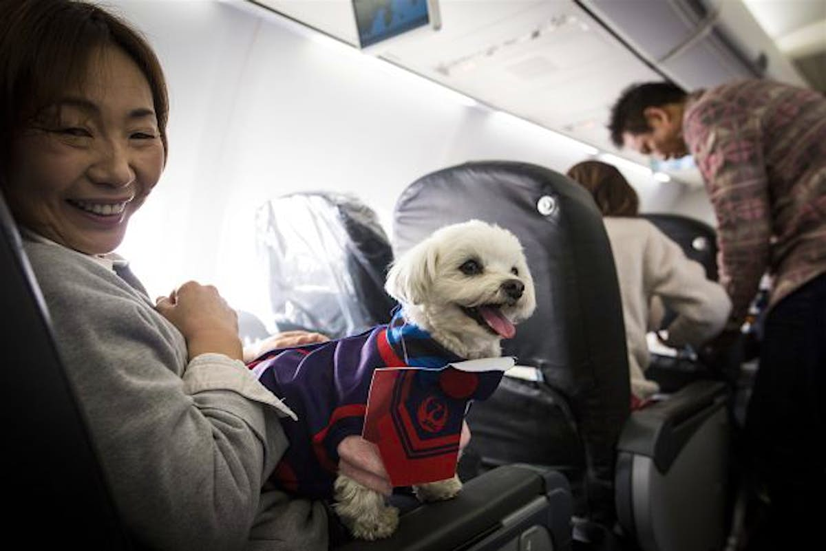 What A Ruff Flight An Airline Is Allowing Passengers To Fly With