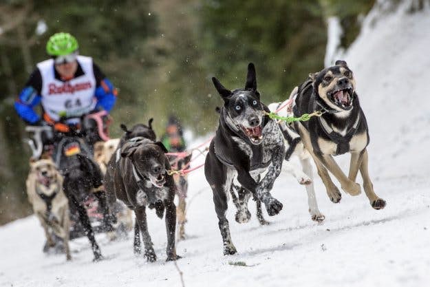 dog race