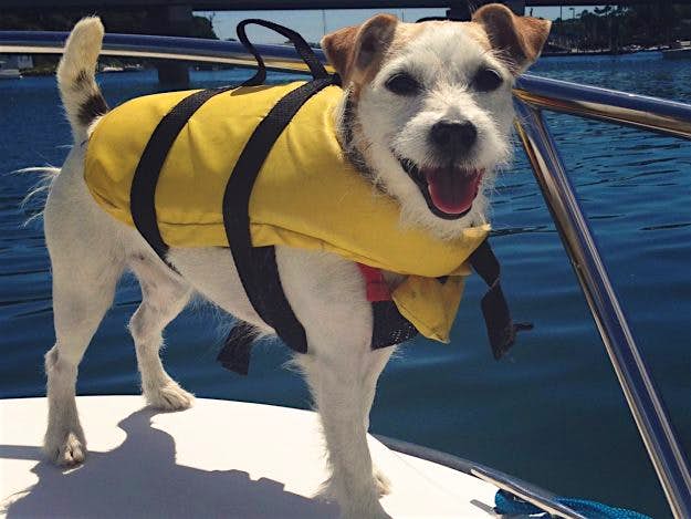 Travel News - Rocket from Florida in the US is a calendar star for TrustedHousesitters Trust House Sitters
