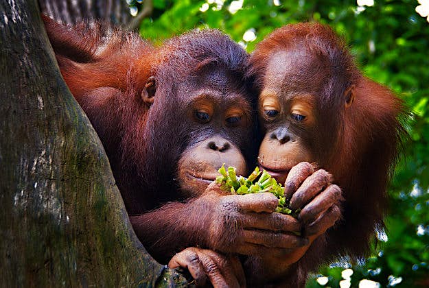 Travel News - Singapore ZooGettyImages-459943847 Orangutans at Singapore Zoo.