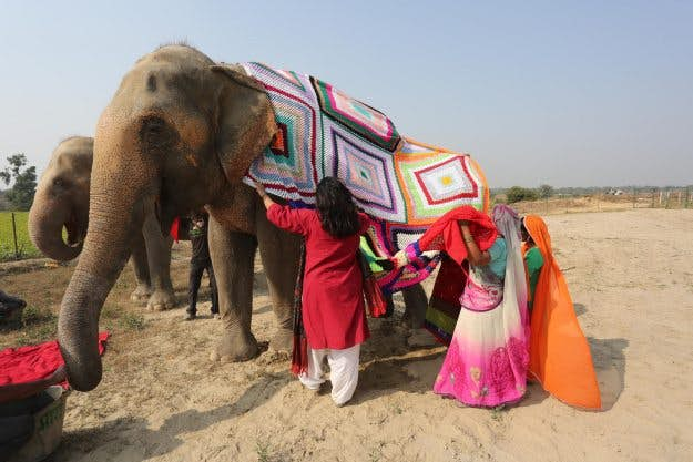 elephant sweaters