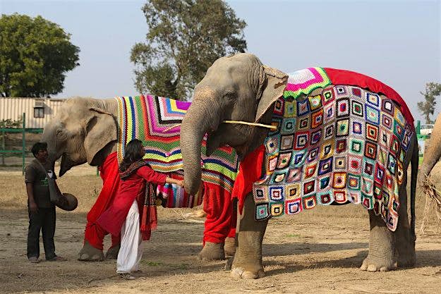 Travel News - jumpers100ndpa Suzy, (front) Phoolkali and Laxmi (rear) show off their new clothes.