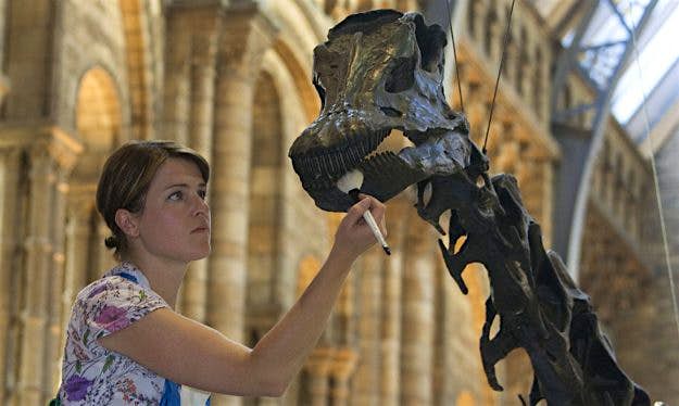 Travel News - nhm-ac-uk-cleaning-dippy-full-width Dippy the iconic museum dinosaur is embarking on a British tour. Image: The Trustees of the Natural History Museum, London