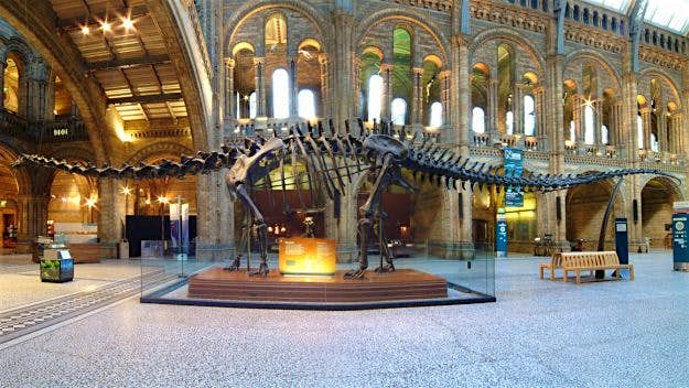 Travel News - nhm-ac-uk-diplodocus-1160-discover Dippy the iconic museum dinosaur is embarking on a British tour. Image: The Trustees of the Natural History Museum, London