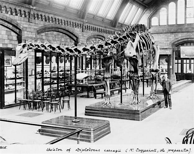 Travel News - nhm-ac-uk-dippy-body-image-1 Dippy the iconic museum dinosaur is embarking on a British tour. Image: The Trustees of the Natural History Museum, London