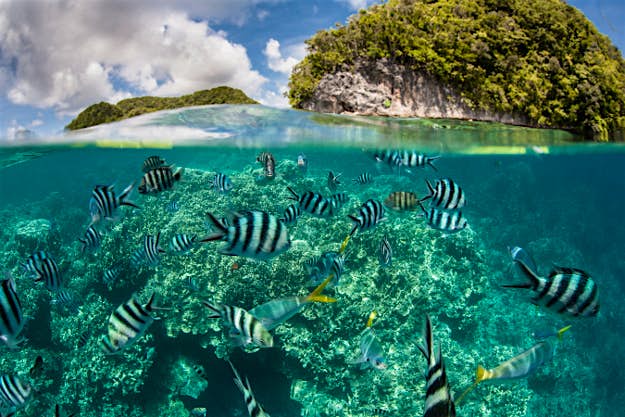 Travel News - shutterstock_255796441-1 Damselfish swim in shallow water in Palau's inner lagoon. Palau is known for its beautiful rock islands, prolific marine life, and world class scuba diving and snorkeling.
