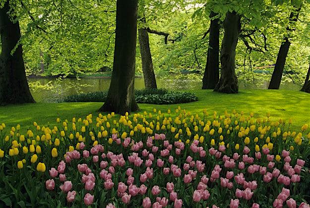 Travel News - Netherlands, Holland, Near Amsterdam, Keukenhof Gardens, Keukenhof Gardens, tulips in Amsterdam.