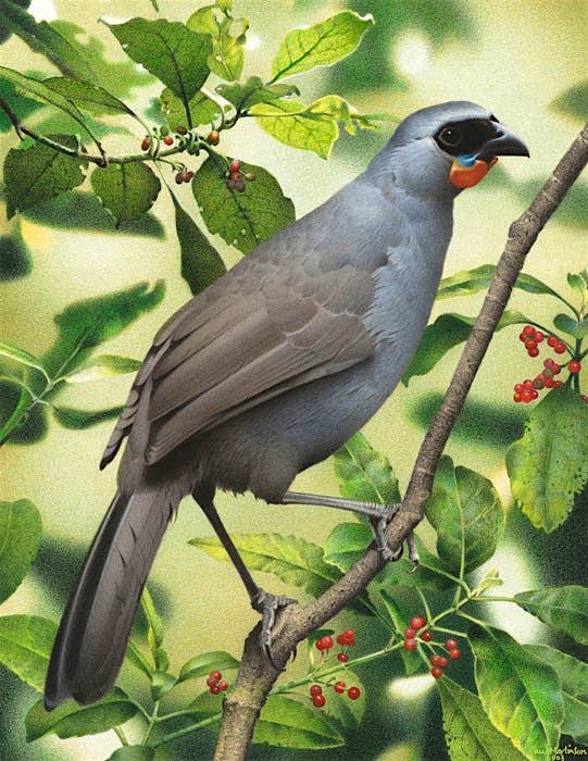 Travel News - 10593205_1613828525510233_4344320466155676712_n New Zealand is offering a reward for sighting of a rare or possibly extinct bird. Image: South Island Kokako Charitable Trust