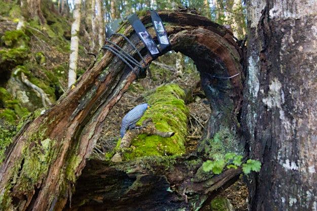 Travel News - 12968046_1912443632315386_8103640574057757265_o New Zealand is offering a reward for sighting of a rare or possibly extinct bird. Image: South Island Kokako Charitable Trust