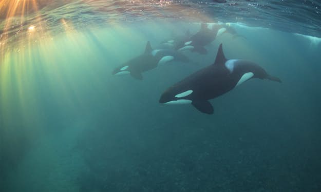 Travel News - 4_Most Promising British Underwater Photographer 2017 Most Promising British Underwater Photographer 2017.