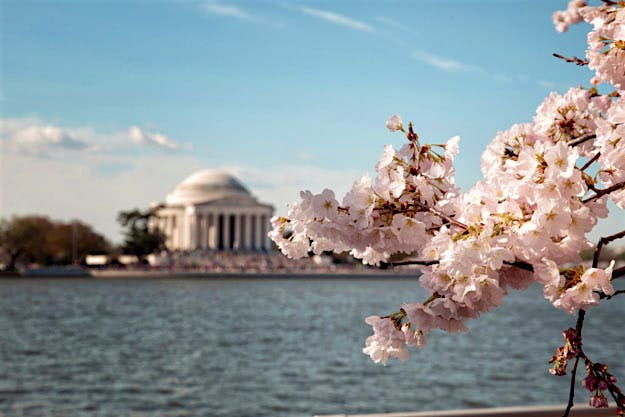Travel News - 500px_104815623 Cherry blossoms blooming in Washington DC.