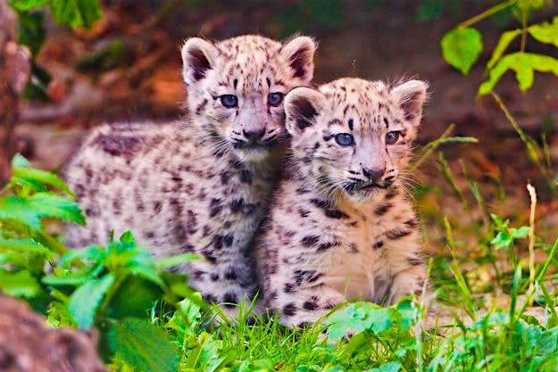 Travel News - Two cute siblings A six-year-old boy in India mistook baby leopard cubs for kittens. Image: Picture by Tambako the Jaguar via Getty Images