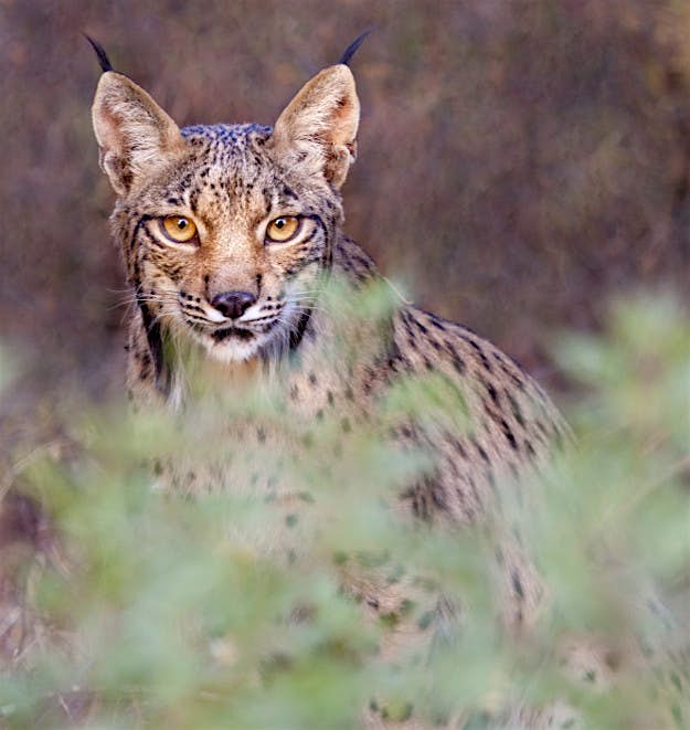 Travel News - GettyRF_152986481 Wild Lynx.