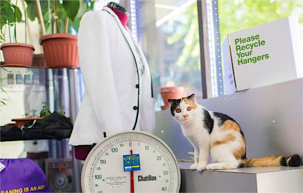 Travel News - SCONY sample image 2 - Bud Cats are a part of many shops in New York.