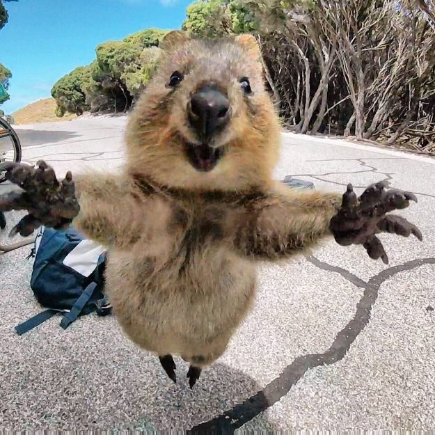 The Rottnest Island quokka is seriously friendly