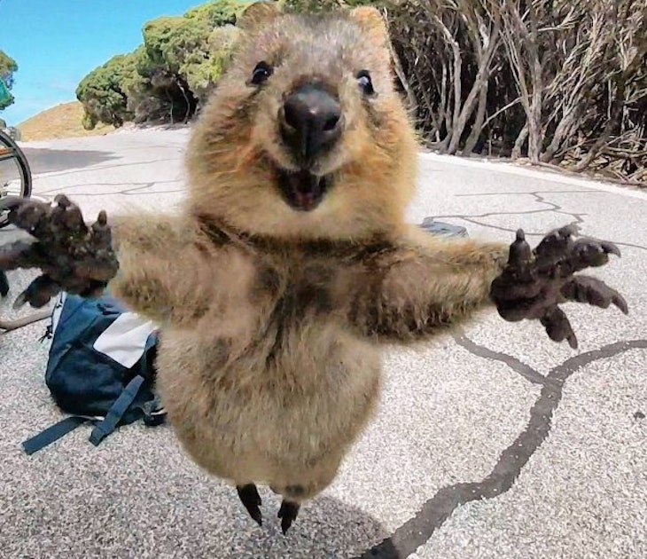 The Rottnest Island quokka is seriously friendly
