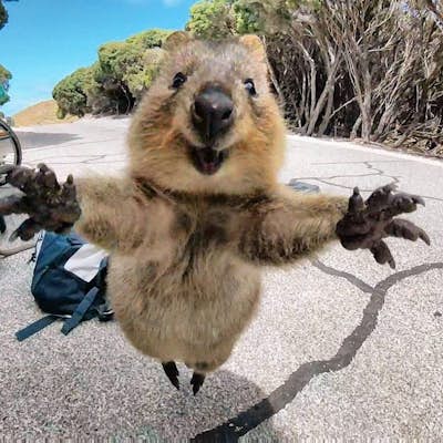 Why people are still fascinated with the Rottnest Island quokka - Lonely  Planet
