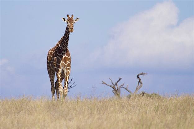 Travel News - 500px Photo ID: 39430022 - Reticulated giraffe at Lewa Giraffe at Lewa Downs, Kenya.