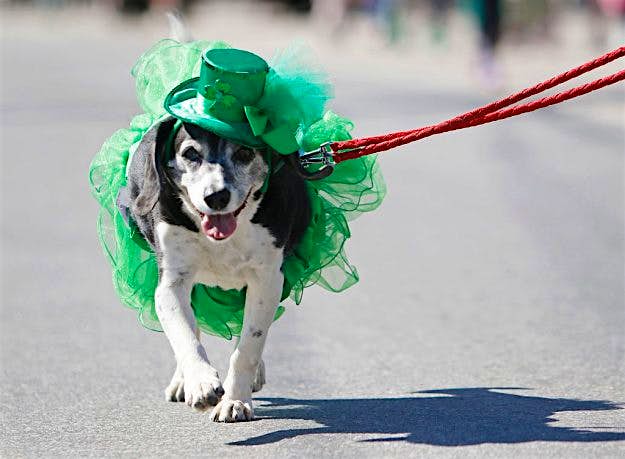 Travel News - St. Patrick's Day parade Mona the dog is dressed for the St. Patrick's Day festivities as she marches in the parade in Portland, USA.