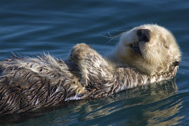 Travel News - GettyImages-93455048 Adult sea otter sleeping in Morro Bay, California.