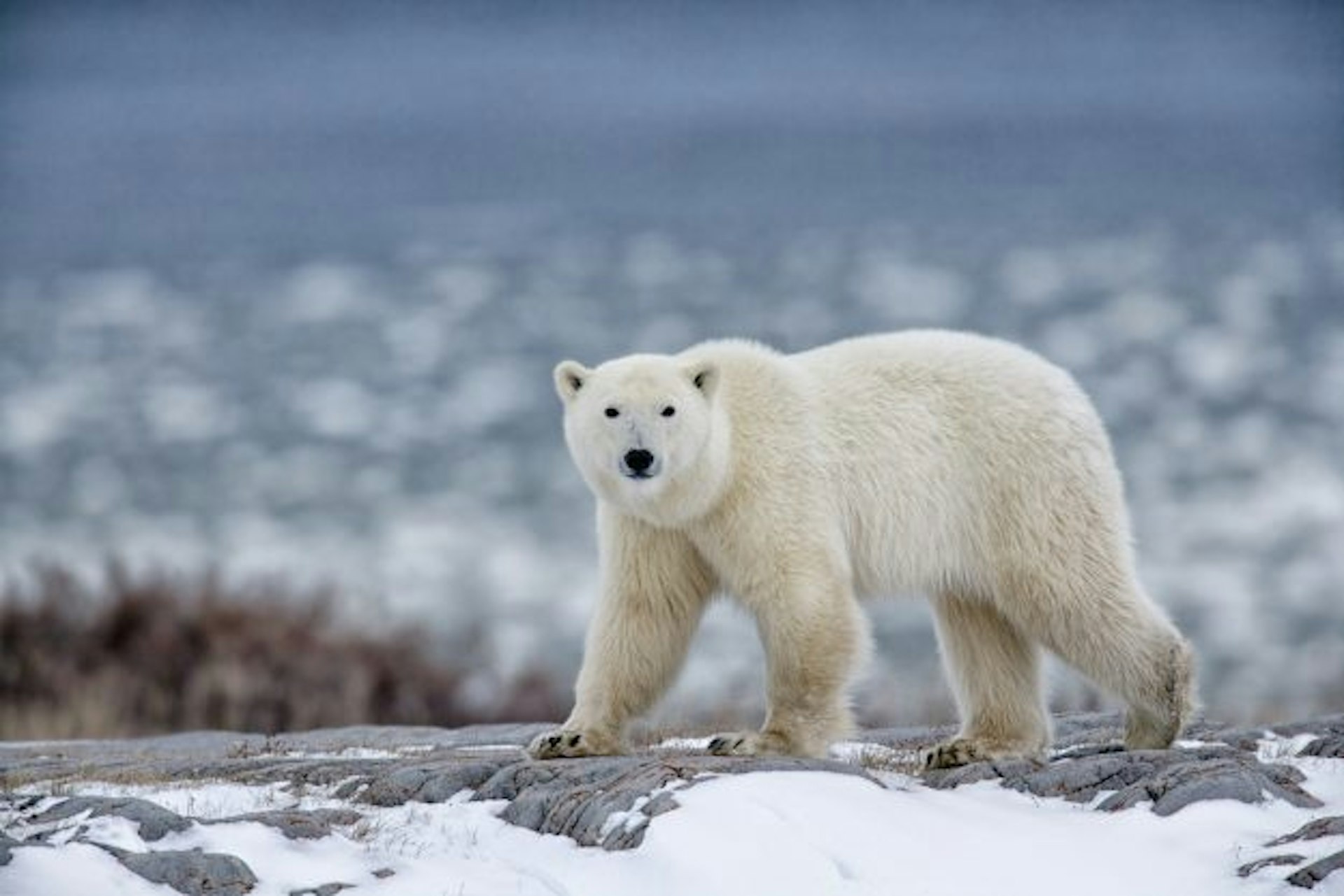 Travel News - Polar Bear