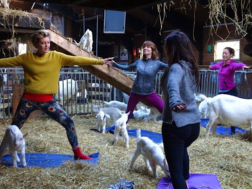 Travel News - Warriortalk Goat yoga a hit in Amsterdam.