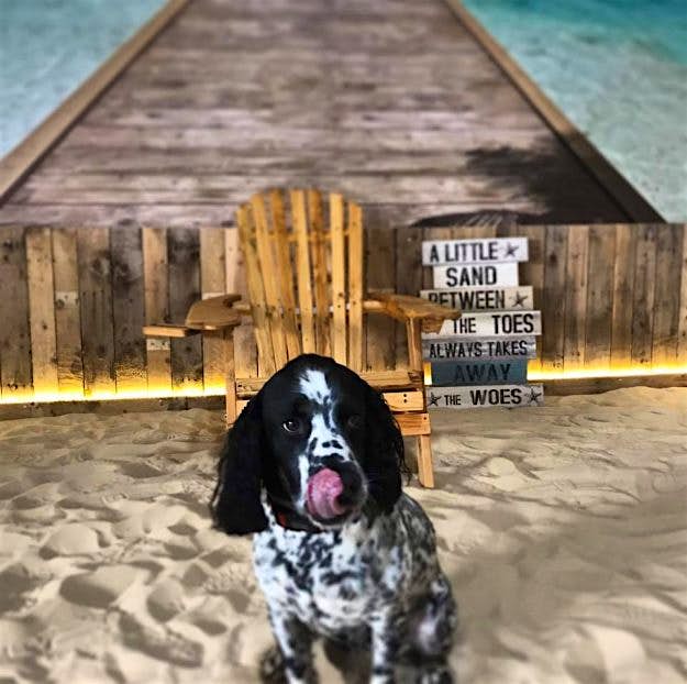 Travel News - facebook.com 16939684_629138977287249_988304648122388741_n The Beach Dog Café has opened in Manchester: Image Manchester Dog Care