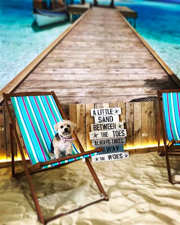 Travel News - facebook.com 17200892_629138967287250_3419931136257496339_n The Beach Dog Café has opened in Manchester: Image Manchester Dog Care