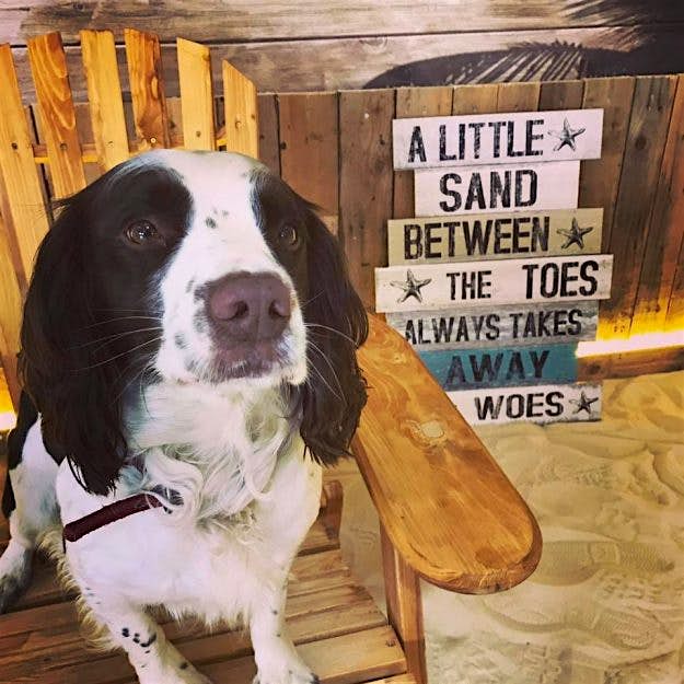 Travel News - facebook.com 17201180_629138973953916_2054655113829233525_n The Beach Dog Café has opened in Manchester: Image Manchester Dog Care